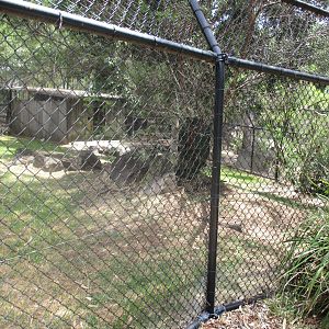Dingo Enclosure