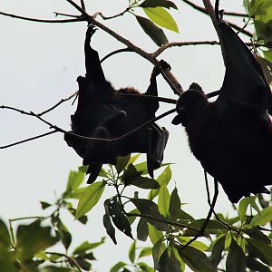 Wild Little Red Flying-fox (Pteropus scapulatus)
