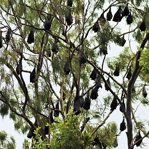 Wild Grey-headed Flying-fox Colony (Pteropus poliocephalus)