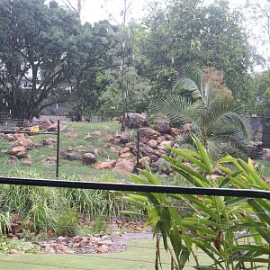 Rock Wallaby Enclosure
