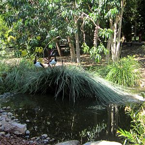 Magpie Geese (Anseranas semipalmata)