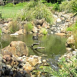 Black Swan Pond