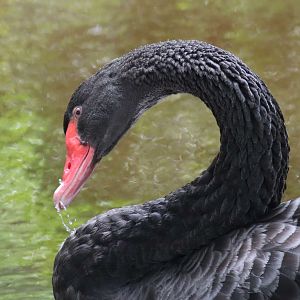 Black Swan (Cygnus atratus)