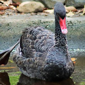 Black Swan (Cygnus atratus)
