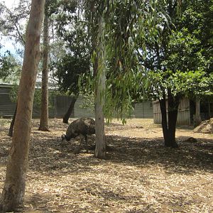 Kangaroo/ Emu Yard