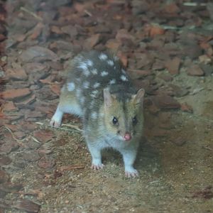 Eastern Quoll (Dasyurus viverrinus)