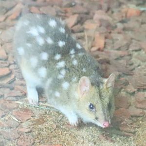 Eastern Quoll (Dasyurus viverrinus)