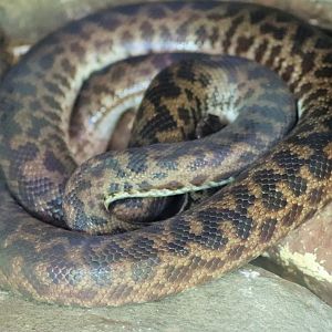 Spotted Python (Antaresia maculosa)