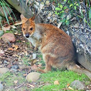 Red-legged Pademelon (Thylogale stigmatica)