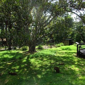 Wallaby Enclosure