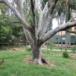 Wallaby Enclosure