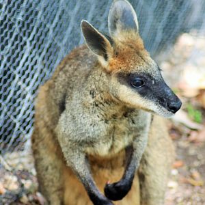 Swamp Wallaby (Wallabia bicolor)
