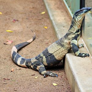Lace Monitor (Varanus varius)