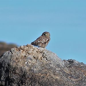 Mongolian Little Owl (Athene noctua plumipes)