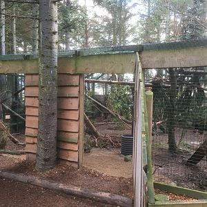 Scottish wildcat exhibit