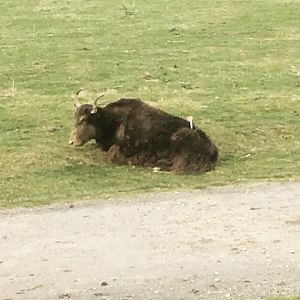 A darted yak