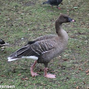 Pink-footed goose