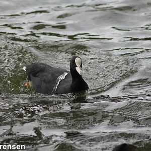 Eurasian coot