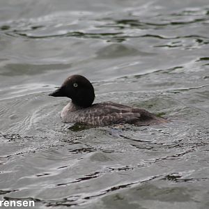 Common goldeneye