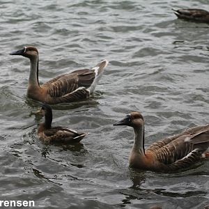 Swan geese