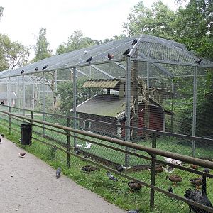 Pigeon & pheasant aviary