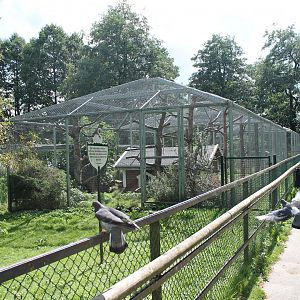 Pheasant & waterfowl aviary