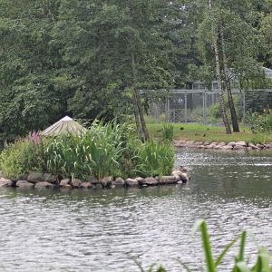 Black-necked swan enclosure.