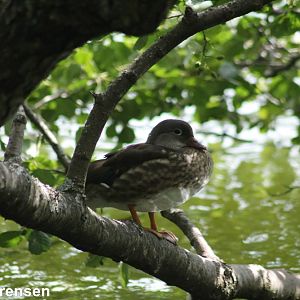 "Wild" Mandarin duck