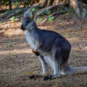 Eastern wallaroo