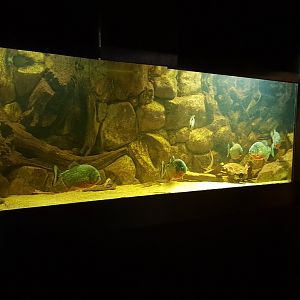 Piranha-aquarium