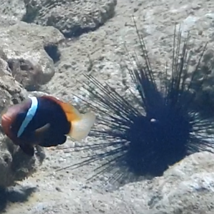 Amphiprion melanopus and Long-spined sea-urchin