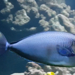Bignose unicornfish - Naso vlamingii