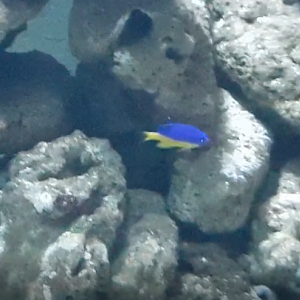 Azure damselfish - Chrysiptera hemicyanea