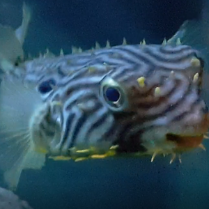 Striped burrfish - Chilomycterus schoepfi