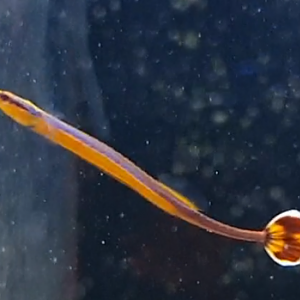 Doryrhamphus melanopleura