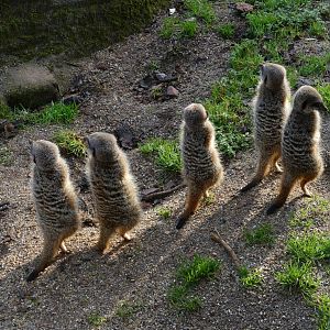 Meerkats, November 2018