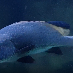 Giant sweetlips - Plectorrhynchus obscurus