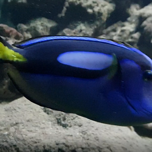 Palette tang - Paracanturus hepatus