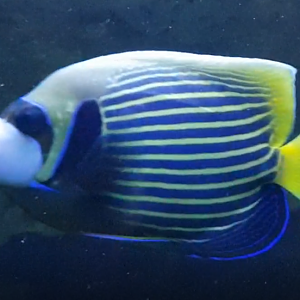 Emperor angel - Pomacanthurus imperator