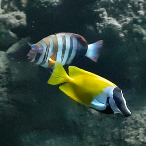 Siganus vulpinus and Choerodon fasciatus