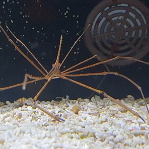 Stenorhynchus seticornis