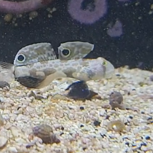 Stignigobius biocellatus