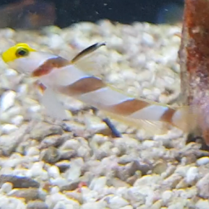 Stonogobiops nematodes