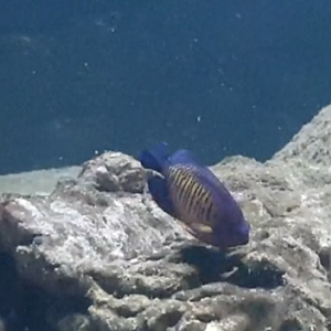 Two-spined dwarf-angel - Centropyge bispinosa