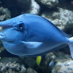 Whitemargin unicornfish - Naso annulatus