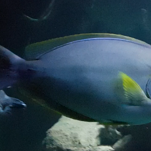 Acanthurus xanthopterus - Yellowfin surgeonfish
