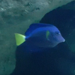 Zebrasoma xanthurum - Yellow-tailed tang