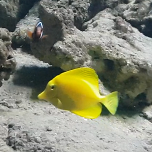 Yellow tang - Zebrasoma flavescens