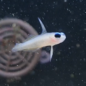 Tryssogobius species