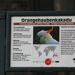 Citron-Crested Cockatoo Signage